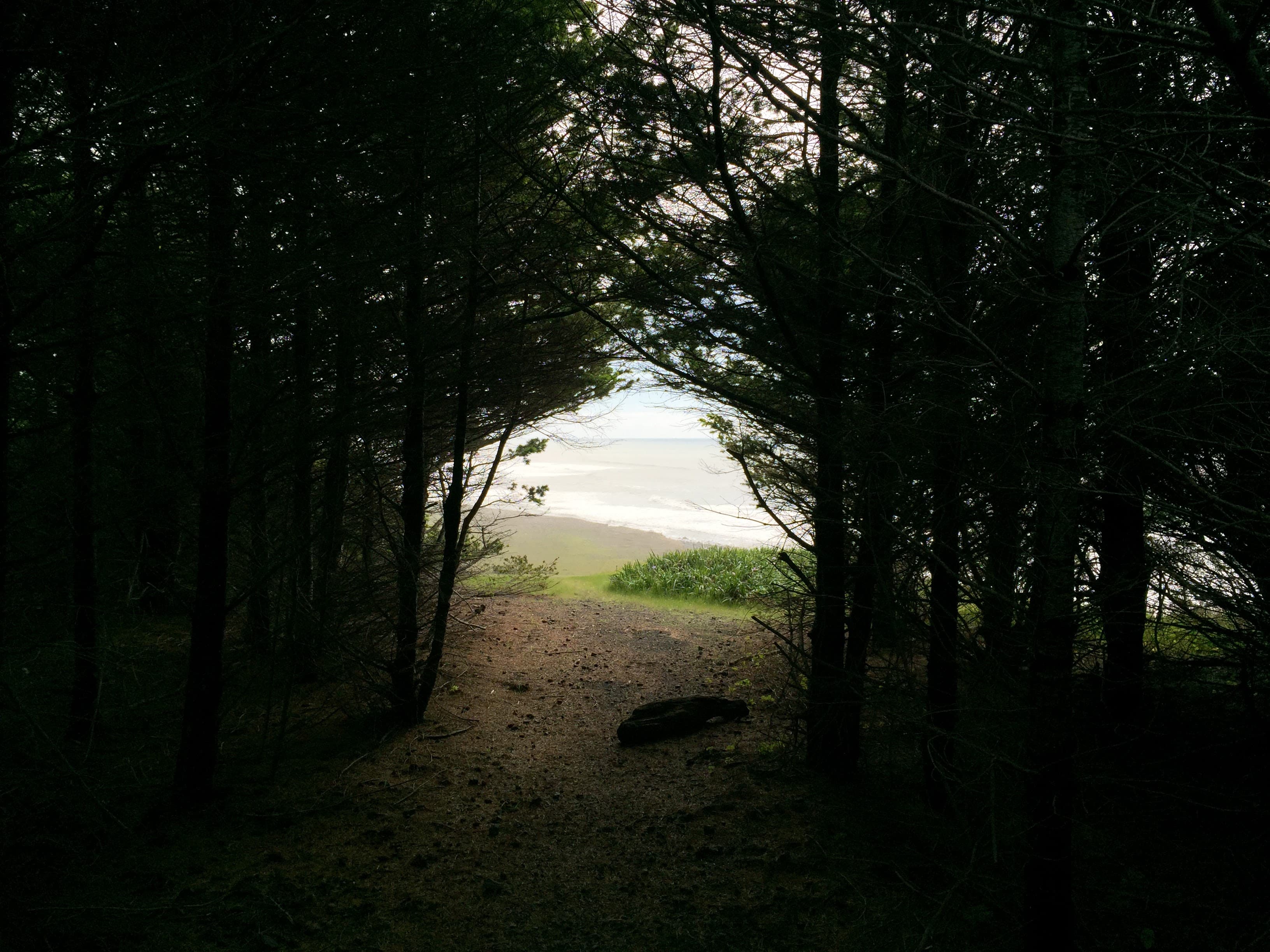 Trail tunneling through tangled coastal pines on the Lost Coast